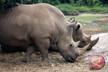 Populasi badak di Lampung terancam punah