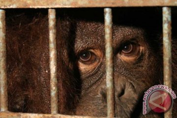 Warga temukan orangutan terluka