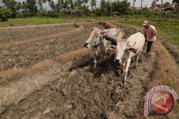 Petani akan lebih dilindungi lewat undang-undang