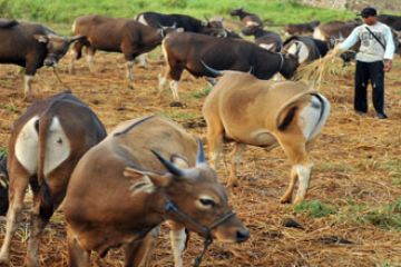 SAPI QURBAN