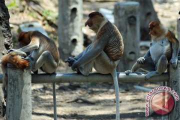 Kalimantan Selatan ingin boyong 20 bekantan dari Surabaya