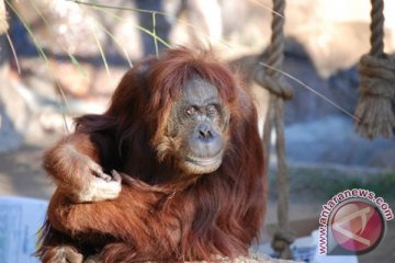 30 orangutan akan dilepaskan ke hutan Aceh 