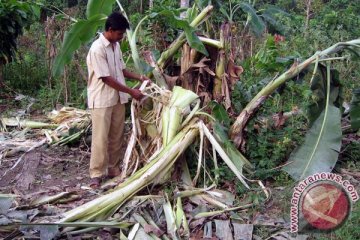 Gajah rusak kebun sawit warga Aceh Barat