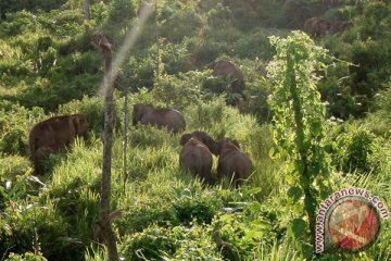 Bengkulu segera jalankan program koridor gajah sumatera