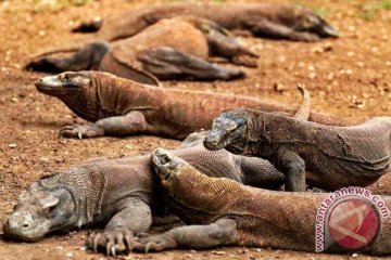 11 telur komodo menetas di Kebun Binatang Surabaya