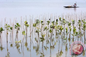 Cilacap tanam 1.000 pohon di lahan bakau