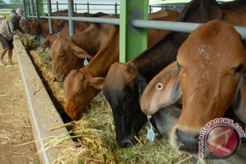 Kurangi makan daging berarti kurangi emisi pertanian 