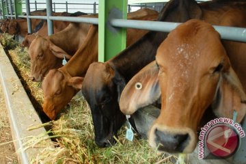 Pasaman Barat siapkan kawasan pembibitan sapi