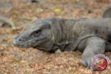 Pelajar Garut dukung komodo masuk 7 keajaiban dunia