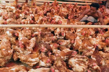 AYAM RAS