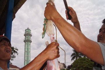Daging Untuk Yang Berhak