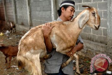 Hukum dan aturan aqiqah untuk seseorang yang telah baligh atau dewasa