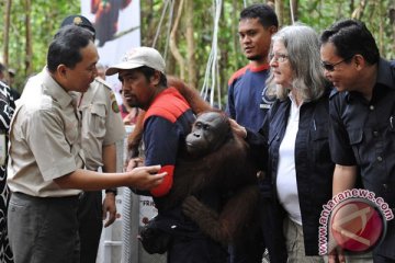 Menhut lepasliarkan orangutan