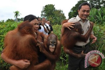 Menhut Lepasliarkan 6 Orangutan di Seruyan, Kalteng