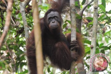 Orang utan Rawa Tripa mencari "rumah baru" 