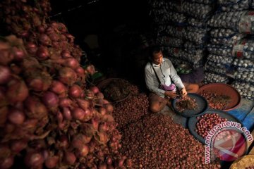 Ribuan petani tolak bawang merah impor