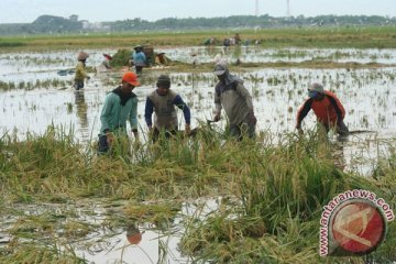 BPBD: 1.720 hektare sawah di Lebak terendam banjir