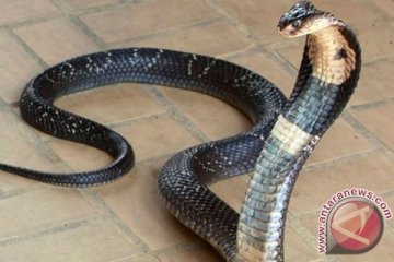 Puluhan ular dilepas di kantor pajak 