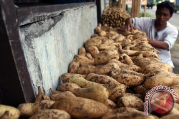 Ubi madu Bandung serbu Gianyar