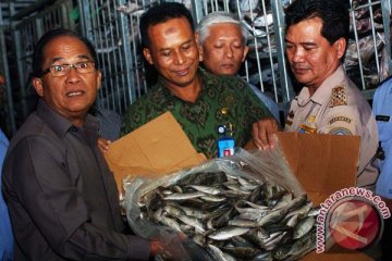 Tidak ditemukan penggunaan formalin di Pasar Ikan Rejomulyo Semarang
