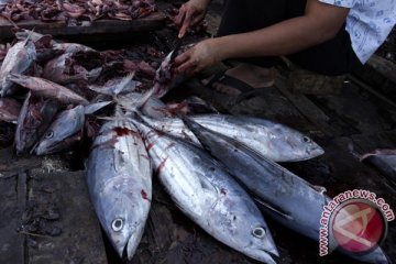 Jepang tujuan utama ekspor ikan kayu Sulut