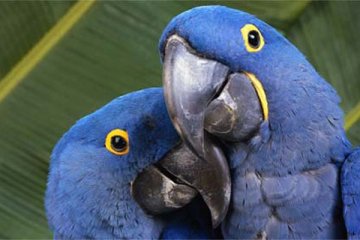 Maskot piala dunia : "saci" atau "macaw" 