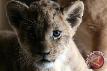 Singa kembali berkeliaran di Nairobi