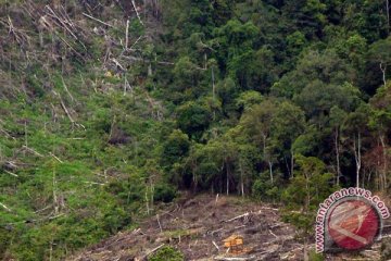 Pemkab Malang ingin kelola hutan