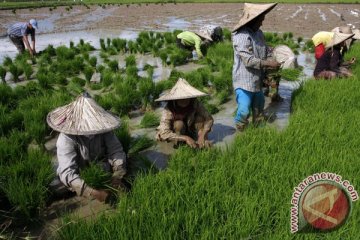 Hentikan impor beras dengan tingkatkan produksi