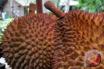 Durian Pelangi Manokwari unggulan Indonesia diincar Malaysia, Thailand