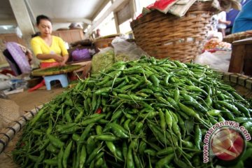 Harga cabai di Temanggung melambung