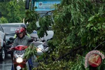 Pohon tumbang, Semanggi, Sudirman, Slipi Macet