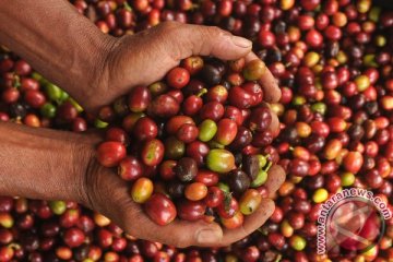 Harga kopi arabika terus naik