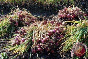 Pemerintah akan mengatur impor bawang merah