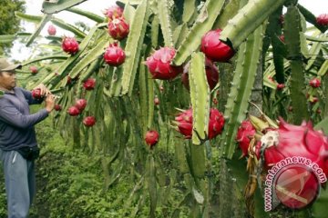 Buah naga dan pepaya mini favorit PF2N 2014