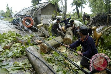 Puting beliung tumbangkan puluhan pohon di Jember