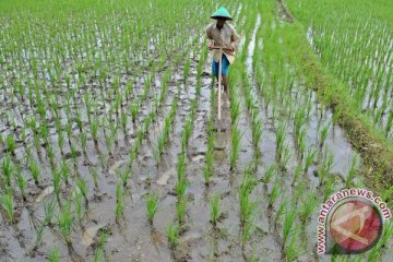 112 ha sawah di Jember puso akibat banjir 