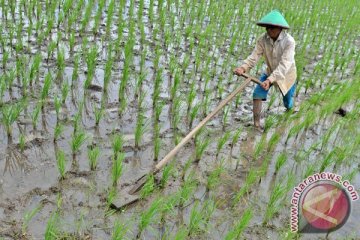 Kementan bantu Babel Rp24 miliar tingkatkan pertanian