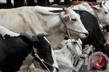 Pemerintah subsidi bunga kredit pembibitan sapi