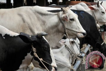 Penjualan narkoba turun, gerilyawan Kolombia jualan sapi