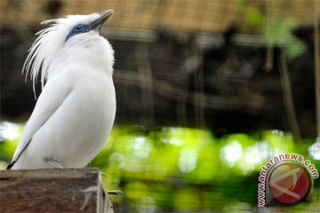 Keragaman genetik jalak bali cenderung homogen