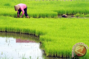 Pemerintah harus dukung percetakan sawah baru