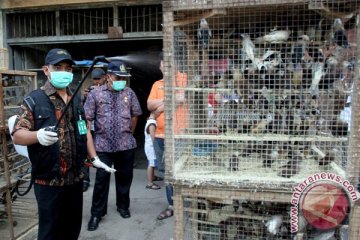 Endemis flu burung tujuh kecamatan Sukabumi diawasi