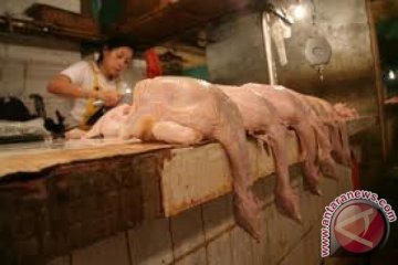 Harga daging ayam di Manado turun