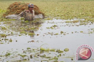 Seratusan hektar sawah Bojonegoro terendam banjir