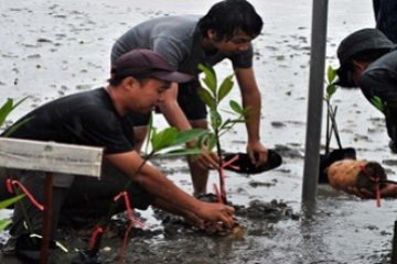 Tanam Mangrove di Senggarang