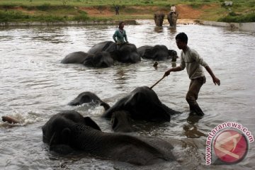 Way Kambas tawarkan paket hiburan gajah