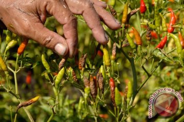 Puluhan hektare lahan cabai di Gresik rusak 