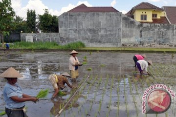 Lahan pertanian Bantul susut 10 hektare tiap tahun