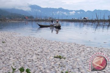 Bau tak sedap merebak di Danau Maninjau